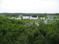 Langs de Cartierheide 2 - kopie