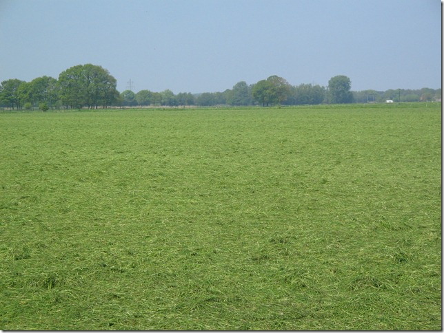 Het Gras