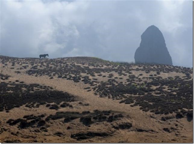 horseonFdeN1 (Small)