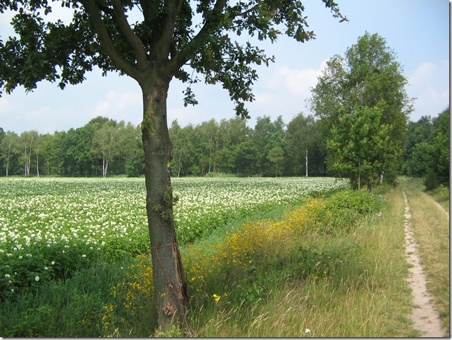 aardappelveld
