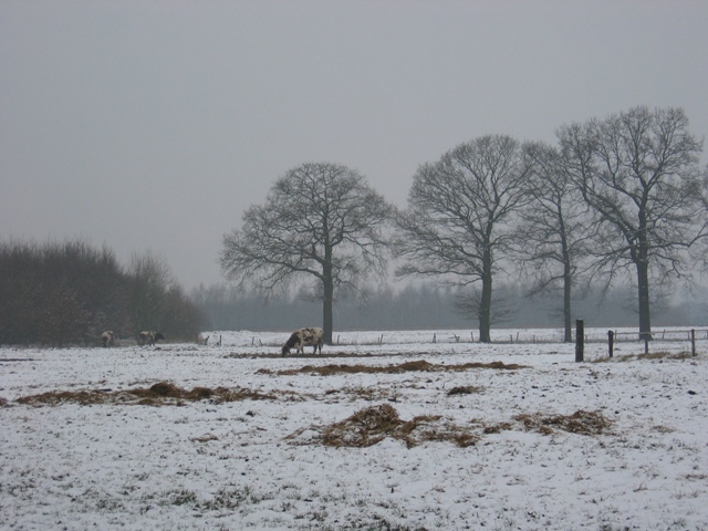 Gijzenrooi in de nawinter
